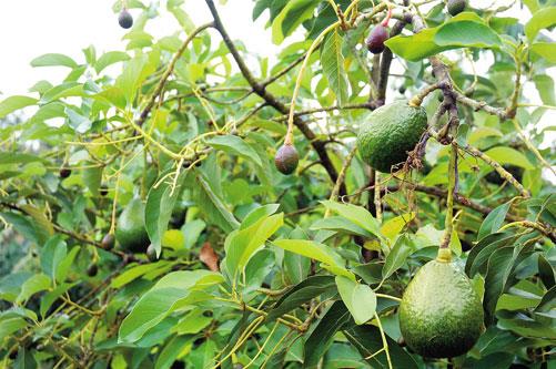 Cambita Garabitos: una comunidad en proceso de transformación Cambita Garabitos: una comunidad en proceso de transformación