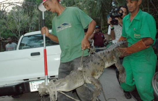 La captura del cocodrilo perdido