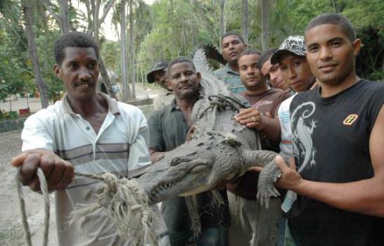 La captura del cocodrilo perdido