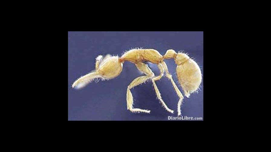Científicos descubren una hormiga marciana en la selva amazónica Científicos descubren una hormiga marciana en la selva amazónica