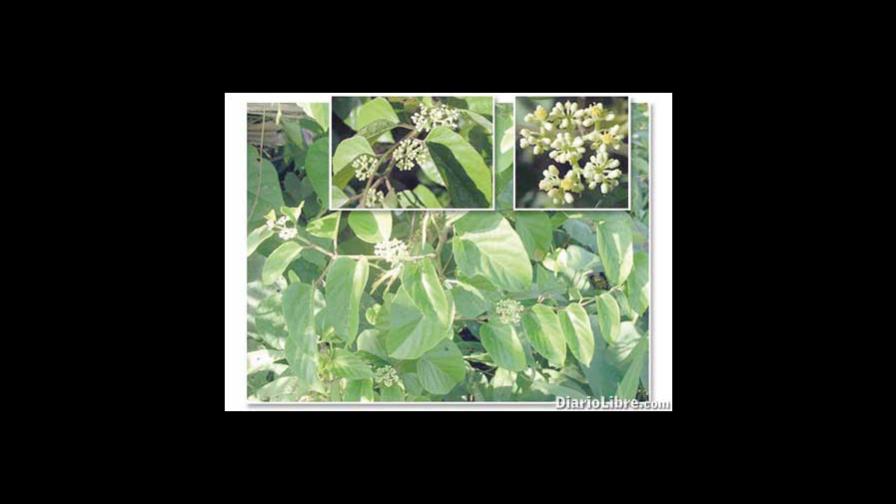 Bejucos protegen los bosques contra los huracanes Bejucos protegen los bosques contra los huracanes