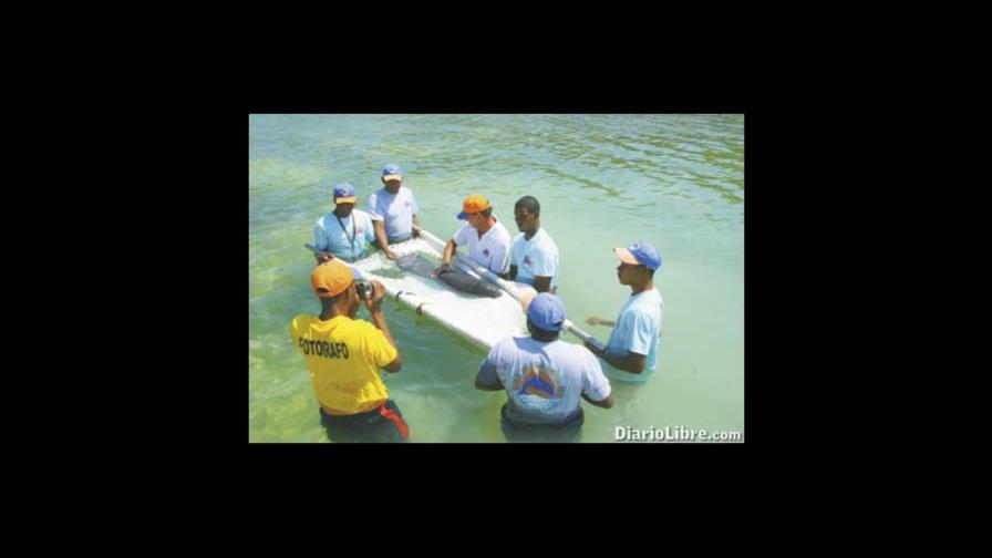 Rescatan manatí bebé sin problemas Rescatan manatí bebé sin problemas