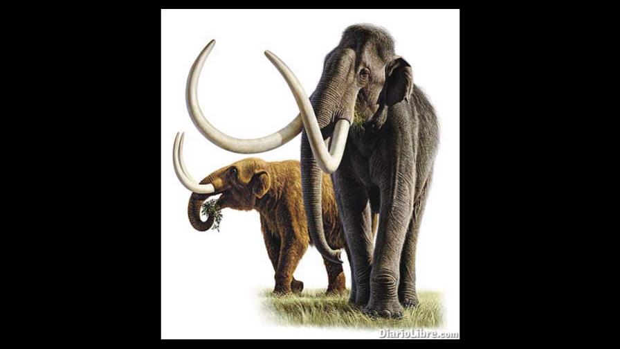Reconstruyen esqueleto mastodonte de 3 millones años