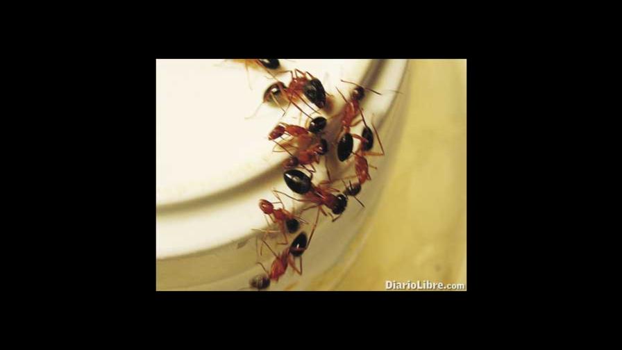 El país está alerta por plagas hormigas carnívoras en Haití El país está alerta por plagas hormigas carnívoras en Haití