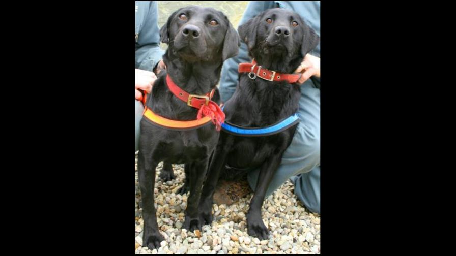 Lucky y Flo, perros amaestrados en Europa para olfatear CD y DVD piratas