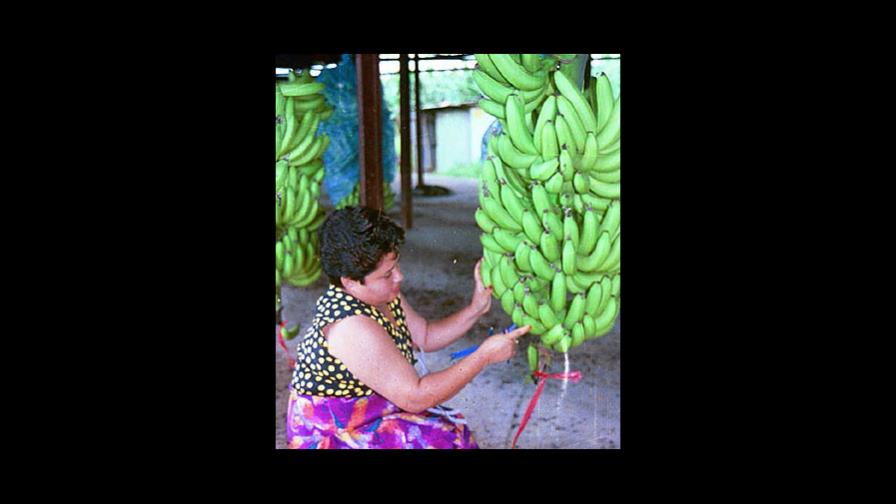 Las frutas dominicanas llegan a Japón por primera vez desde 1914