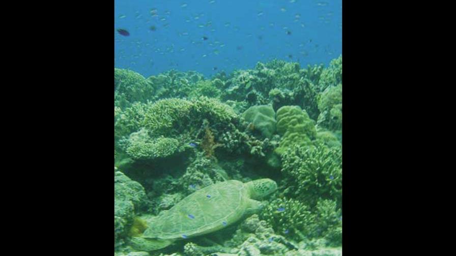 Un tesoro bajo el agua en Filipinas