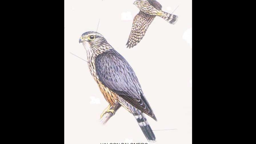 Halcones migratorios en Santo Domingo