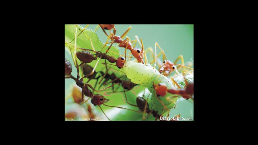 Mantienen alerta por hormigas devoradoras