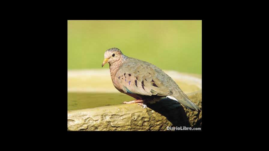 ¿Por qué te asustas, ave sencilla? ¿Por qué te asustas, ave sencilla?