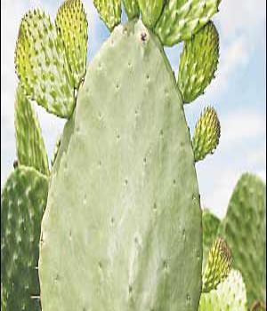 Buscan exportar nopal o cactus y sus derivados