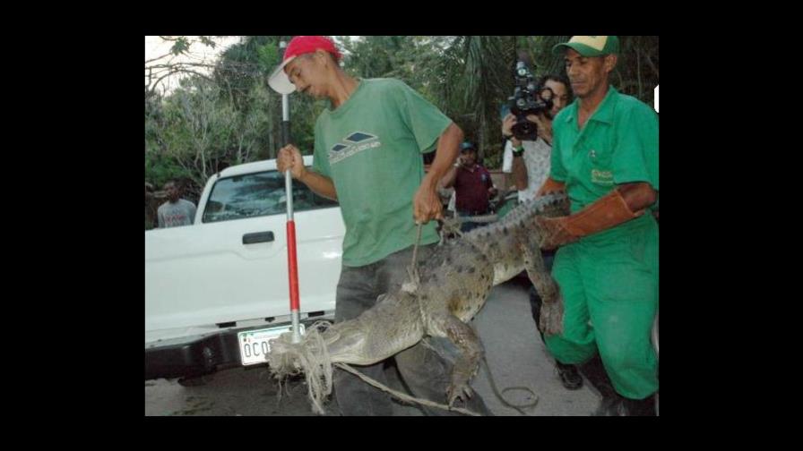 Liberarán cocodrilo porque no se adaptó al zoológico