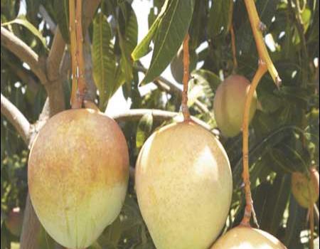 El tiempo de los mangos El tiempo de los mangos