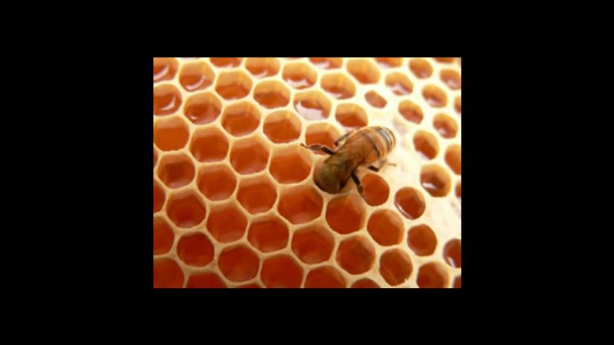 El poder curativo de la miel de abeja