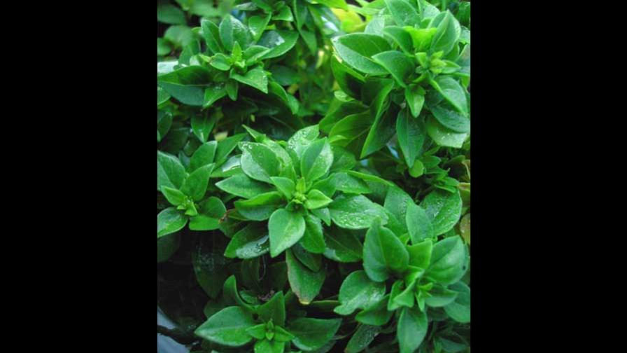 Los usos de la versátil y fragante hoja de albahaca