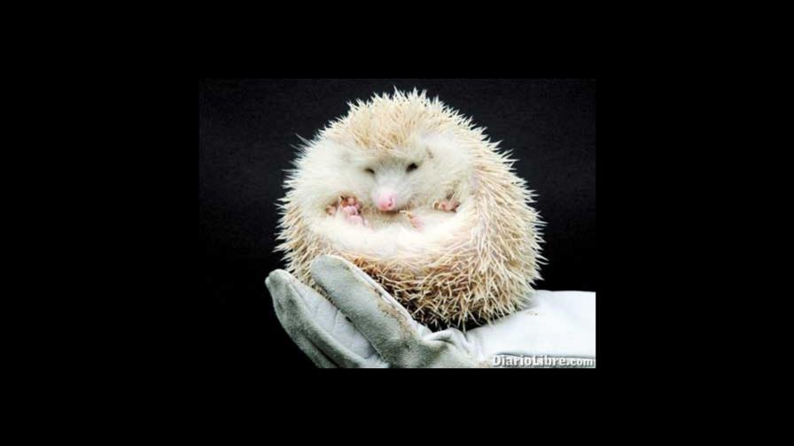 De las rarezas en el mundo animal