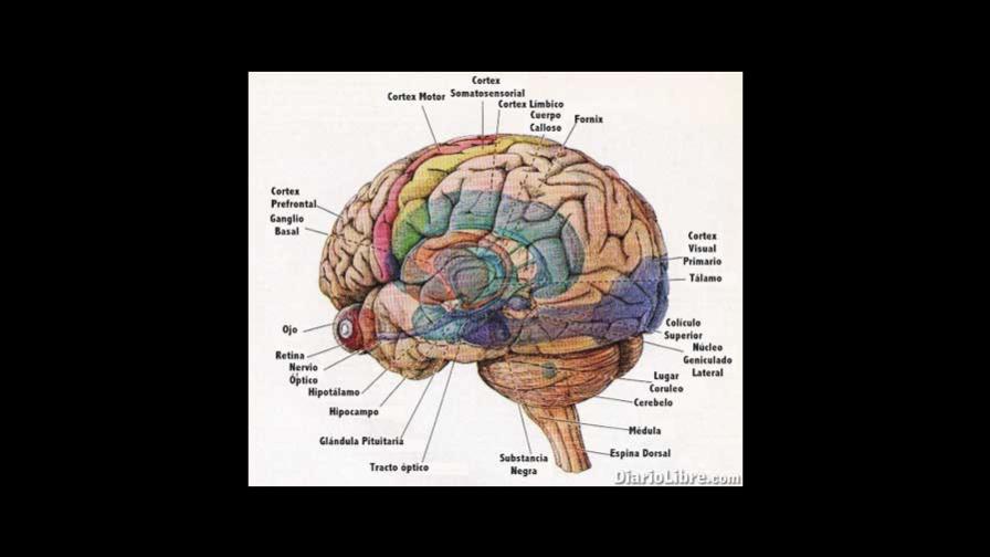 Semillas radiactivas para cáncer cerebral Semillas radiactivas para cáncer cerebral