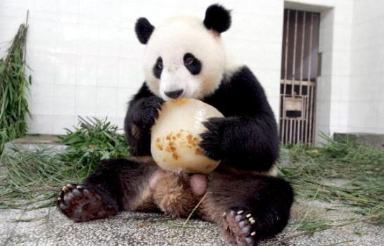 Nacen cuatro osos panda en Pekín