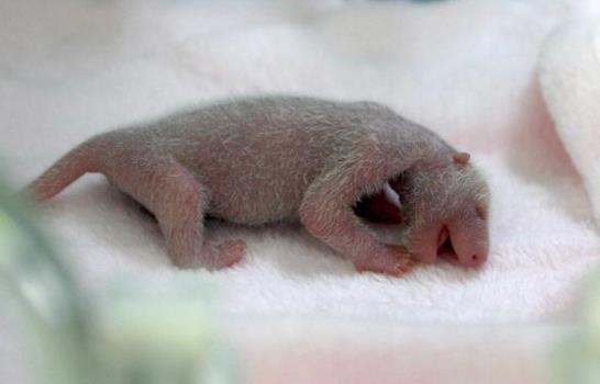 Nacen cuatro osos panda en Pekín