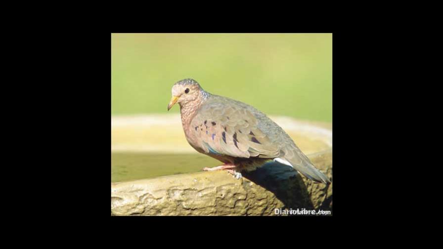 Las rolitas: simulación en la lucha por continuar la vida