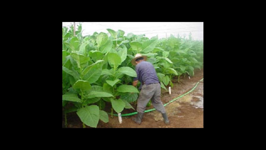Zafra tabacalera en Cuba no alcanza el plan de producción previsto