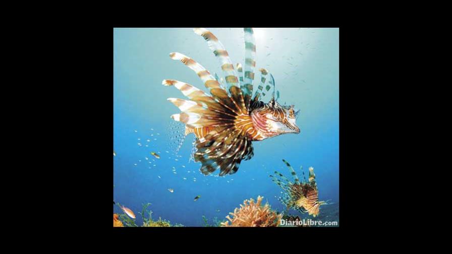 Completan datos sobre el Pez León en aguas RD