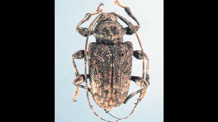 Insecto ataca plantaciones yuca en región Norte RD