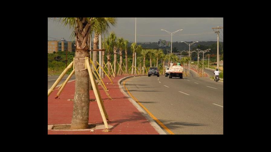 Reponen palmas en la avenida Jacobo Majluta
