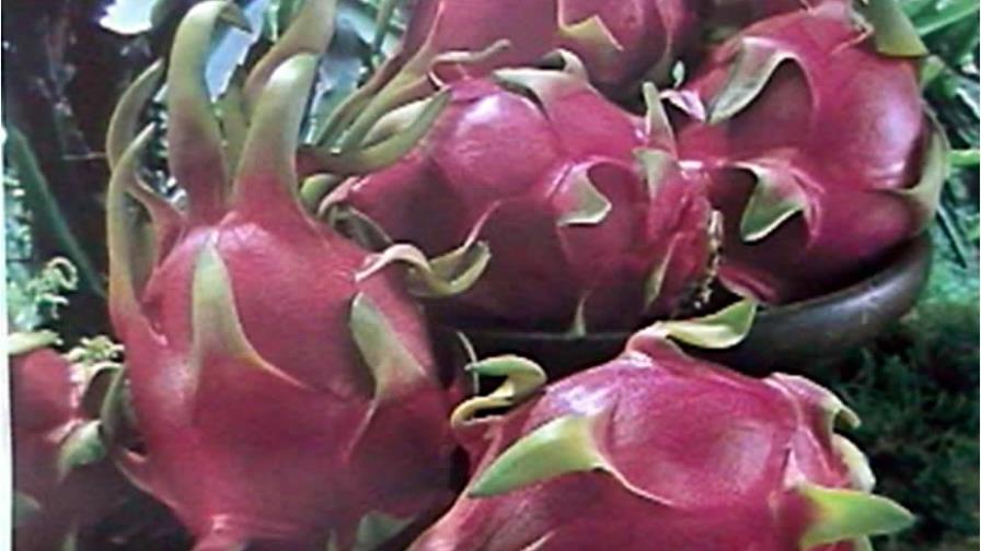 IDIAF y cooperación taiwanesa promoverán la pitahaya