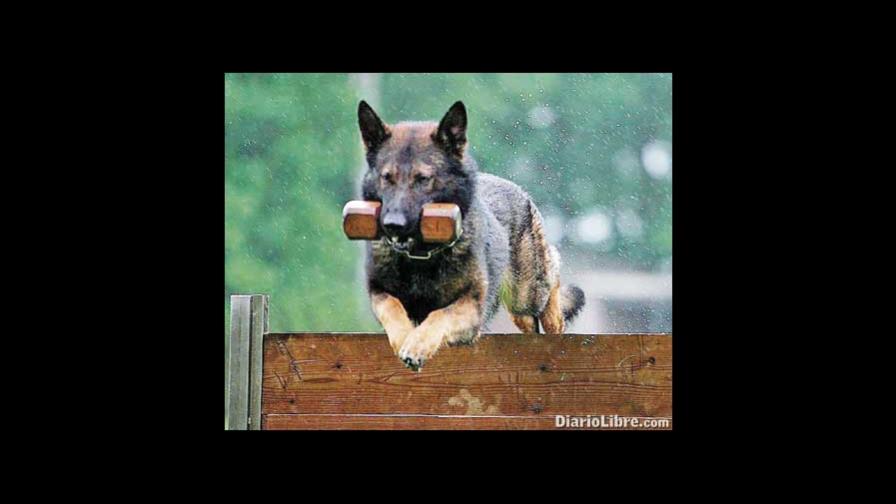 Mm. - Mi mascota Mm. - Mi mascota