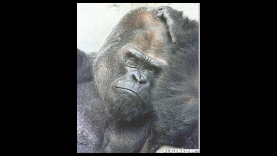 Descubren variante VIH de gorilas a humanos