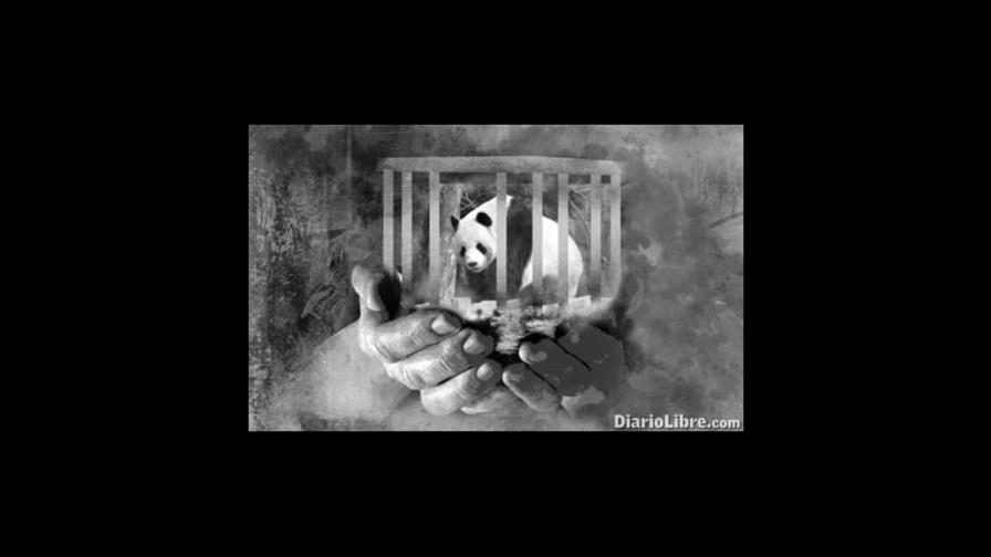 La soledad natural del oso marino