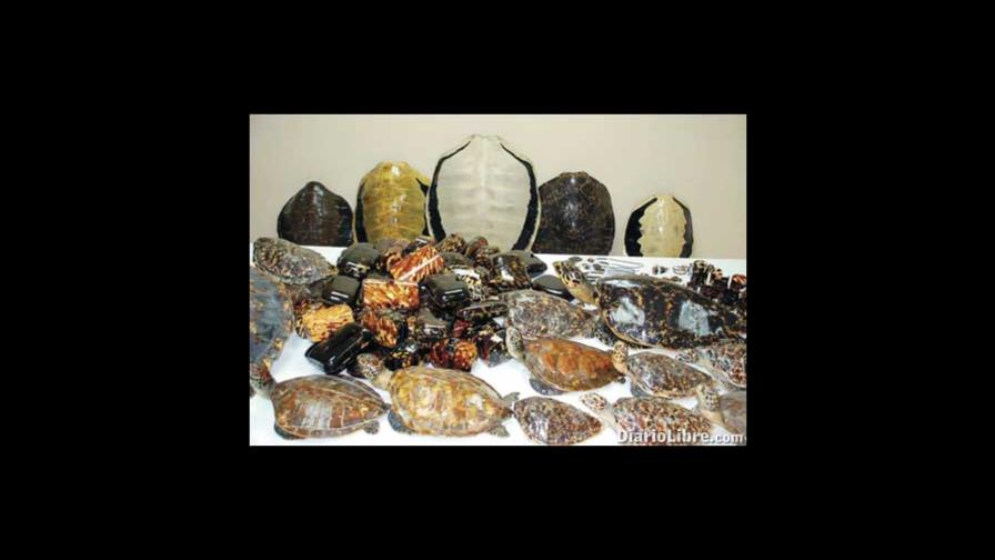 Decomisan productos de concha de carey