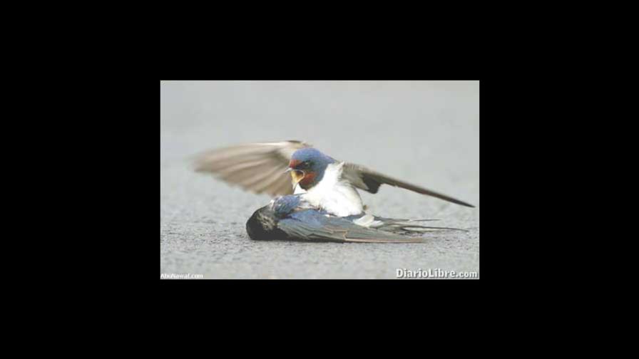 Amor constante más allá de la muerte