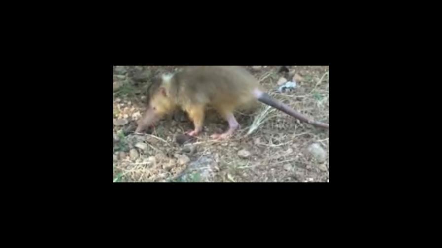 Investigadores obtienen imágenes de mamífero venenoso en RD