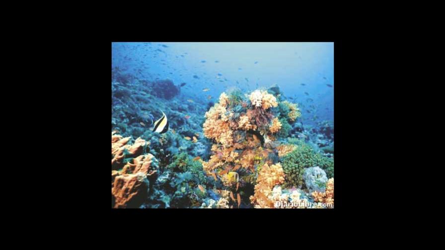 El cambio climático amenaza con robar oxígeno a animales marinos