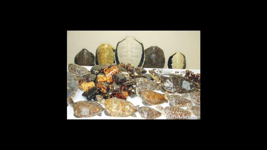 Confiscan cientos de objetos de concha carey Confiscan cientos de objetos de concha carey