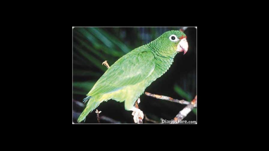 Liberar animales silvestres puede resultar peligroso