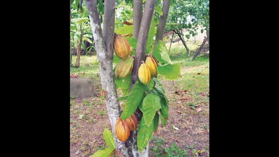El cacao de RD se pasea por los mercados EEUU, Asia y Europa