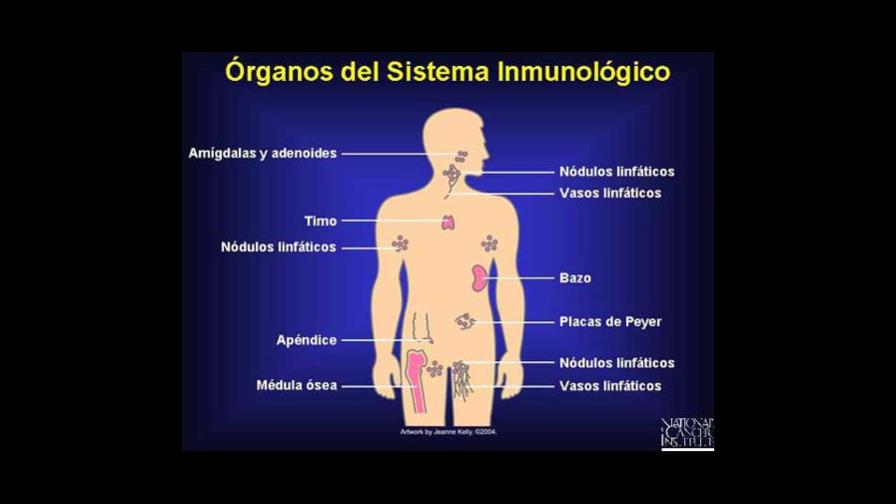 El sistema inmunológico y la terapia genética erradican un tumor cerebral