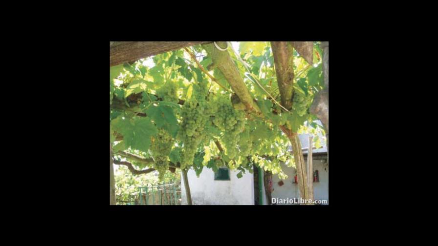 Bahoruco produce 60 mil qq de uvas