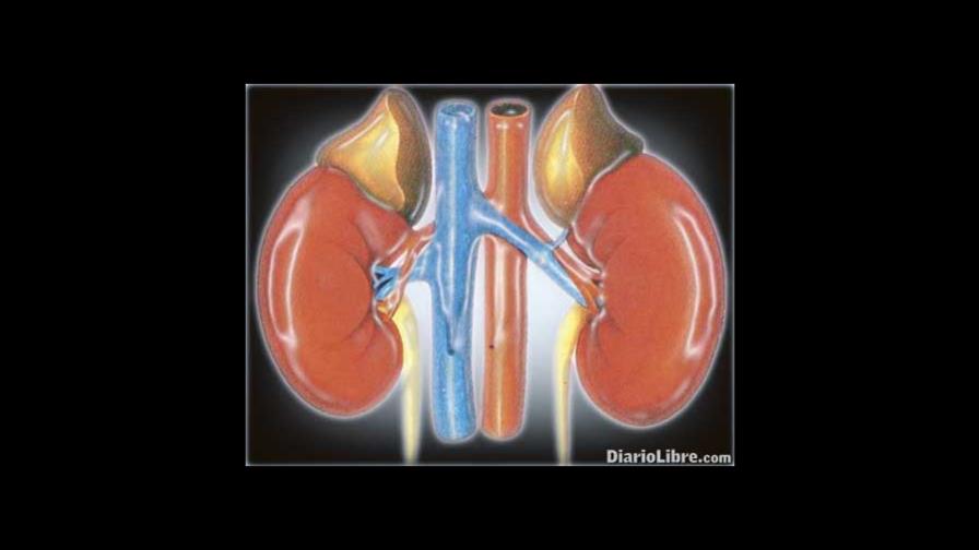 ¿Cómo crece un riñón cuando se pierde otro?