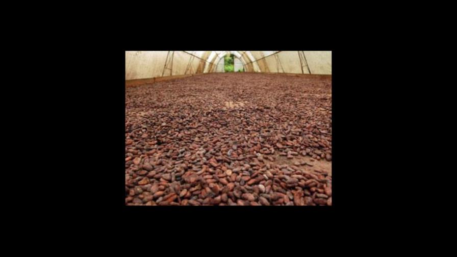 Dominicana y otros diez países crean asociación de exportadores cacao
