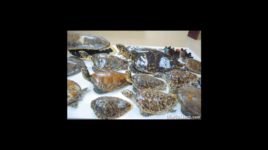 Decomisan objetos carey en comercios