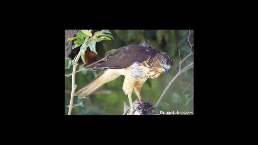 El Gavilán de la Hispaniola, con nuevos padrinos