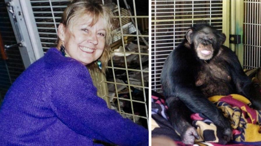 Mujer atacada por un chimpancé en CT demandará por $55 millones de dólares
