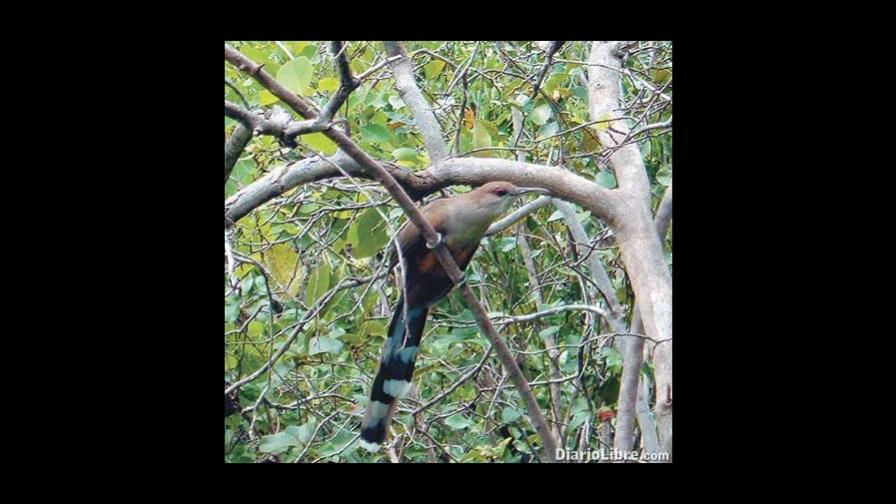 El pájaro bobo no estimula el apetito, como se cree