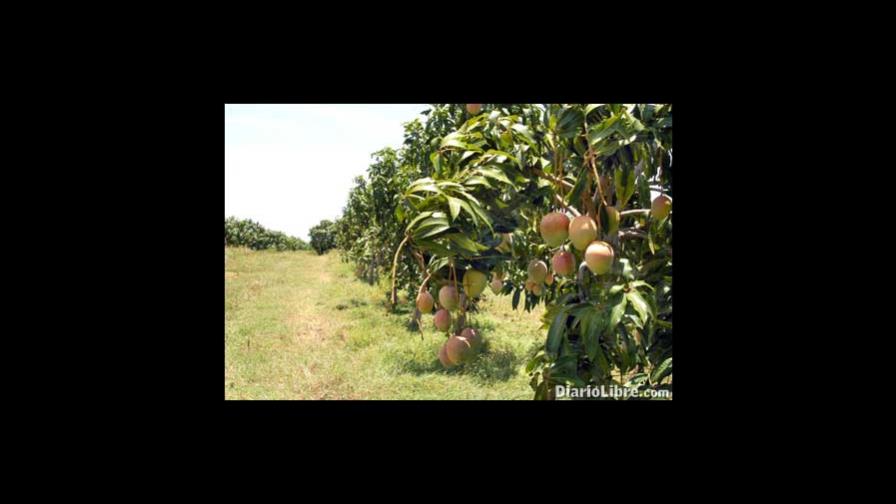La producción y exportación de mangos aumentan en RD