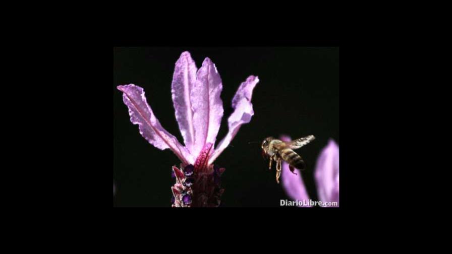 Abejas también sufren por estrés Abejas también sufren por estrés