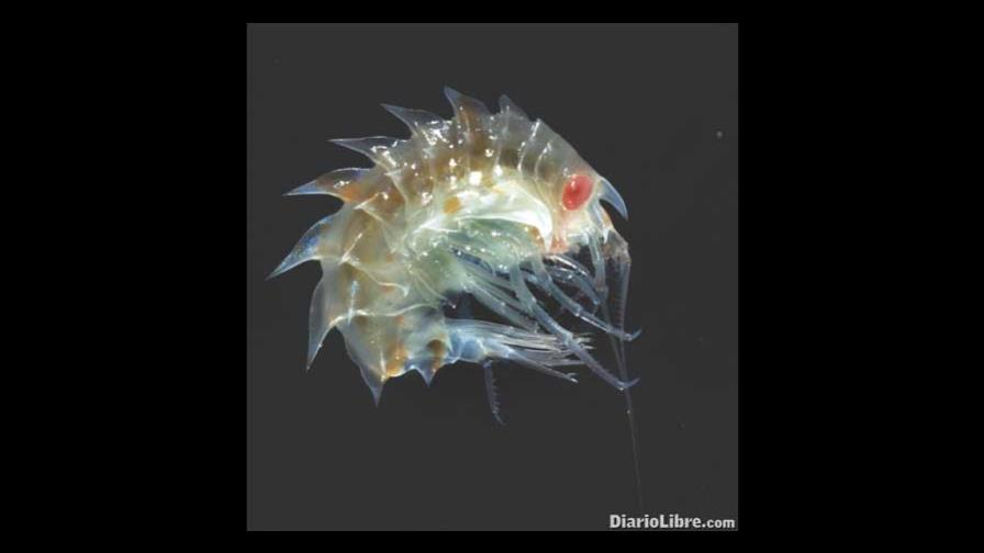 Nueva fauna marina en Antártida